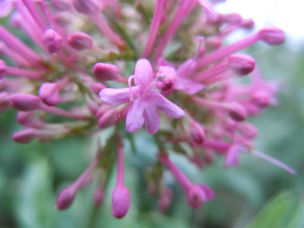 Centranthus ruber